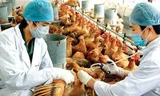 THẾ GIỚI 24H: Đức phát hiện ổ dịch cúm gia cầm H5N1