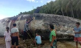 Xác cá nhà táng khổng lồ trôi dạt vào bờ biển Philippines khiến các chuyên gia lo ngại