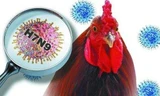 Vi rút cúm gia cầm H7N9