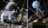 Kinh hãi, chuột 'sát thủ' ăn cả thịt đồng loại, biết hú như chó sói