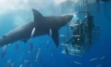  Cá mập trắng lao đầu vào lồng sắt tấn công người và cái kết bi thảm