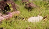 Thằn lằn giả chết ngoạn mục đánh lừa rắn đói mồi
