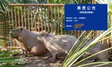 Công viên ở Trung Quốc treo thưởng truy tìm capybara "bỏ trốn" suốt 40 ngày