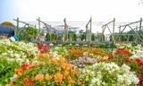 Ngàn hoa Xuân khoe sắc tại lễ hội hoa lớn nhất miền Bắc