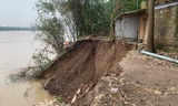 Sạt lở tại đê tả sông Hồng, hàng trăm mét vuông đất làng gốm cổ ở Hà Nội bị cuốn trôi