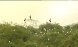 Kỳ lạ vườn cò vạn con bên sông Cầu