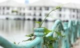 Hàng trăm quả cầu gang trên lan can Hồ Tây bị đánh cắp