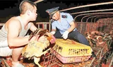 Gà Trung Quốc bị nhồi bột để tăng trọng