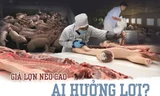 Giá lợn neo cao, ai đang hưởng lợi?