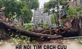 'Hồi sinh' cây xanh bị gãy đổ do bão, Hà Nội phải làm gì?