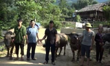11 hộ nghèo, cận nghèo, mới thoát nghèo được nhận giống trâu sinh sản