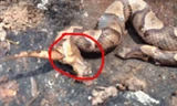 Kinh dị, rắn hổ ma kịch độc cắn xé chính mình vì bị chặt đầu