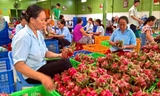 Trong bối cảnh 1,7 triệu tấn trái cây đang đến thu hoạch, các DN cần tìm kiếm các thị trường mới để tiêu thụ