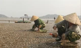 Người dân thu nhặt xác ngao bị chết