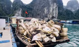 Rác bủa vây vịnh Hạ Long, mỗi ngày vớt hàng tấn phao xốp và các loại rác thải