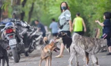 Người dân TP.HCM bất lực trước cảnh chó, mèo thả rông tung hoành