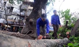 Nhiều cây xanh nội đô Hà Nội thời gian qua đã phải "hy sinh" vì các dự án công cộng.