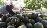Dưa hấu của nông dân Quảng Nam đang được nhiều người tiêu dùng trong cả nước ủng hộ.