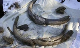 Ngà và một số mảnh xương voi ma mút được tìm thấy ở Nga. Ảnh: Siberian Times.