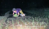 Nông dân đeo đèn pin cấy lúa vào ban đêm. Ảnh: Thanh Hoàng.