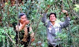 'Vua sâm' và kho báu 250 tỷ đồng trên đỉnh trời ngàn mét