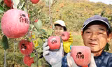 Ban đầu, Hàn Quốc phát triển quả táo hình vuông với các dòng chữ khắc "thi đậu" hoặc "may mắn" và coi đó như những lời chúc cho các em học sinh tham dự kỳ thi đại học ở xứ sở này.