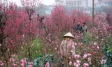Vườn đào Nhật Tân bị nhuộm đỏ bởi màu hoa đào nở, người dân bắt đầu đến vườn chọn về những cành đào nở sớm.