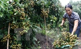 NThu hoạch nhãn lồng Hưng Yên. Ảnh: Đình Huệ/TTXVN.