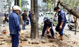 Hàng loạt cây cổ thụ bị đốn hạ trên đường Nguyễn Chí Thanh
