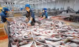 Các doanh nghiệp cá tra lại “kêu cứu” lên Thủ tướng, đề nghị sửa đổi một số quy định trong Nghị định 36 cho phù hợp với thực tế sản xuất. 