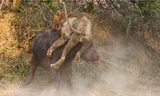 Cuộc chiến sinh tử giữa trâu rừng và sư tử