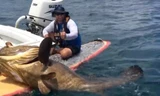 Bất ngờ câu được cá mú “khủng” nặng 186 kg