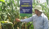 Lần đầu tiên, Việt Nam trồng đại trà ngô biến đổi gene