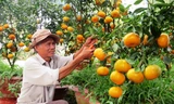 Ông Ràng cần mẫn chăm sóc vườn quýt hồng. Ảnh: Nam Lê/ VnExpress