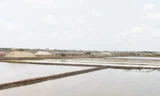 Ruộng muối ở huyện Đông Hải, Bạc Liêu. Ảnh chụp ngày 20/3.