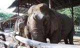 Nhà dưỡng lão dành cho... voi