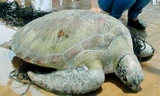 Rùa biển quý hiếm nặng 62 kg.