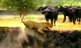 Sư tử đực bị đàn trâu rừng đuổi xuống bờ vực