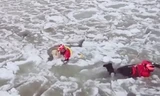 Giải cứu chú chó mắc kẹt run rẩy giữa hồ băng