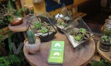 Những chậu cây Terrarium nhỏ nhắn trong cửa hàng cà phê của anh Dũng. Ảnh: Minh Sơn-Thanh Huyền/Vietnam+.