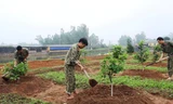 Chiến đấu viên Đội 11, Liên đội Đặc công 9 chăm sóc vườn cây ăn quả.
