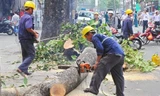 Hà Nội 'đã nghiêm túc kiểm điểm' vụ thay thế cây xanh