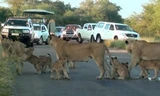Bầy sư tử và voi nghênh ngang chặn đường ô tô