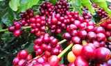 Cà phê Robusta VN năng suất và sản lượng hàng đầu thế giới.