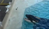 Cá voi tinh quái dùng mẹo bẫy chim