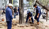 Hàng loạt cây cổ thụ bị đốn hạ trên đường Nguyễn Chí Thanh