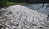 Sáng ngày 8/8, chồng bà Vương, một người dân ở làng Ngọc Thạch, Giang Tây, Trung Quốc trong lúc đi thăm hồ nuôi cá đã phát hiện hàng ngàn xác cá chết hàng loạt. 