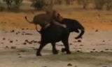 Sư tử nhảy lên lưng, hạ gục voi