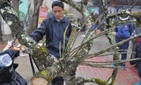 Đào rừng cổ thụ giá chục triệu đồng