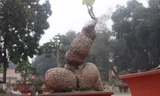 Ngắm cây cảnh có hình 'gợi cảm' ở Hà Nội